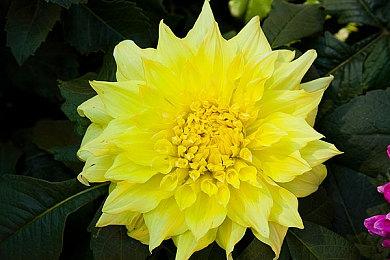 滑雪冒险游戏《高山冒险：仙境》现已在Steam发售 支持中文